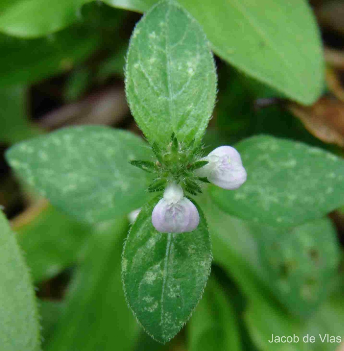 Rostellularia procumbens (L.) Nees